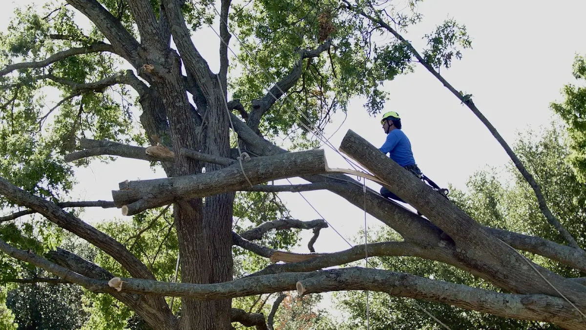Professional Crown Thinning performed by certified arborists in Solsberry