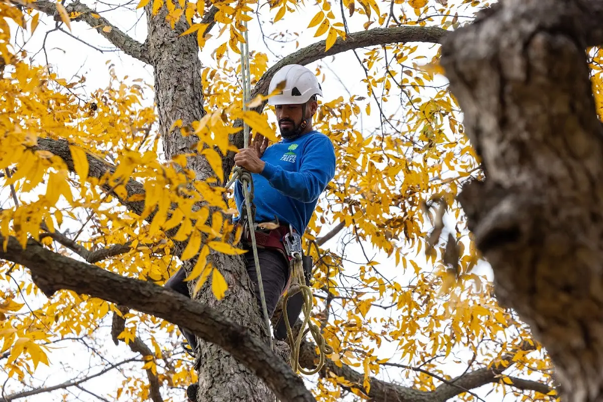 Skilled Tree Planing crew working in Solsberry